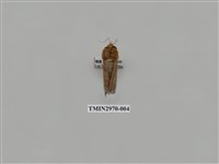 藏品(夜蛾349)的圖片